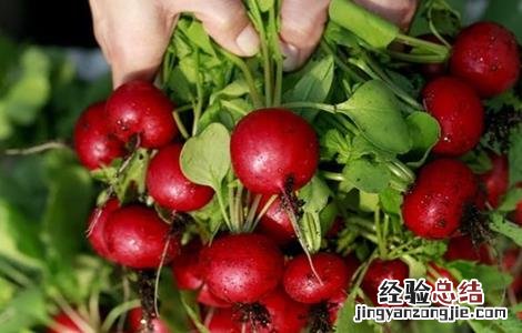樱桃萝卜的种植方法 樱桃萝卜的种植方法和时间哪里能买到樱桃罗卜种子