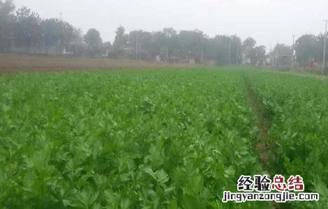 芹菜该怎么育苗 芹菜怎么育苗视频