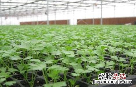 芹菜该怎么育苗 芹菜怎么育苗视频