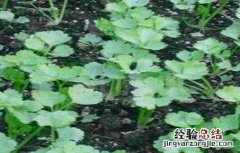 芹菜该怎么育苗 芹菜怎么育苗视频