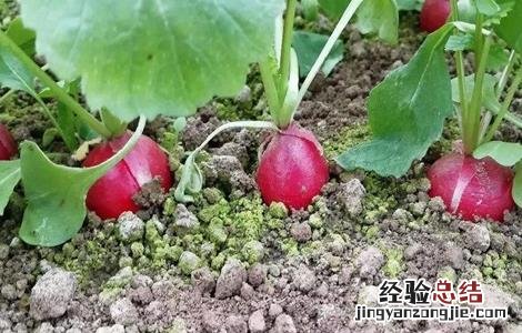 樱桃萝卜生长对环境条件的要求是 樱桃萝卜生长对环境条件的要求