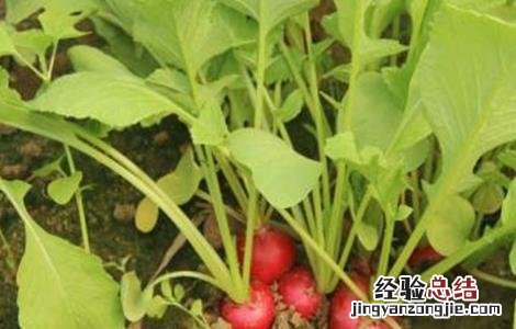 樱桃萝卜生长对环境条件的要求是 樱桃萝卜生长对环境条件的要求