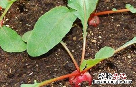 樱桃萝卜生长对环境条件的要求是 樱桃萝卜生长对环境条件的要求