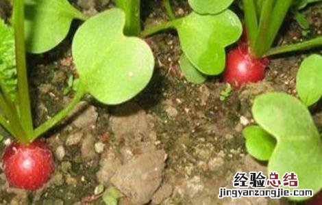 樱桃萝卜生长对环境条件的要求是 樱桃萝卜生长对环境条件的要求