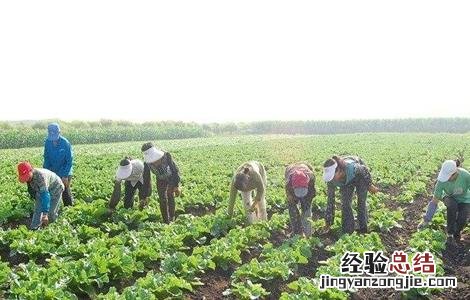 有机大白菜種植技術 有机大白菜怎么种