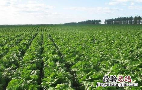 有机大白菜種植技術 有机大白菜怎么种