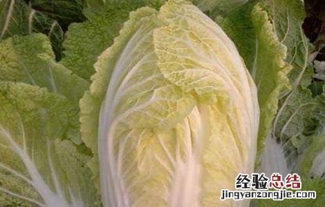 有机大白菜種植技術 有机大白菜怎么种