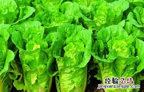 有机大白菜種植技術 有机大白菜怎么种