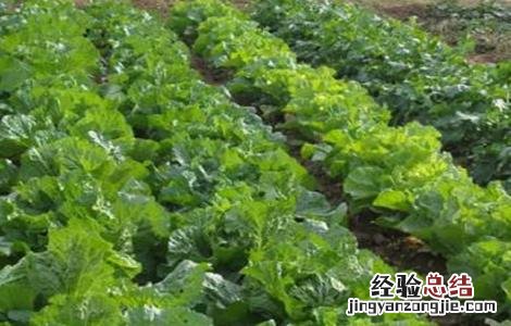 有机大白菜種植技術 有机大白菜怎么种