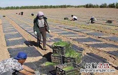 洋葱育苗技术要点总结 洋葱育苗技术要点