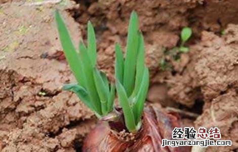 洋葱育苗技术要点总结 洋葱育苗技术要点
