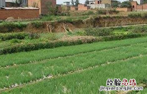 洋葱育苗技术要点总结 洋葱育苗技术要点