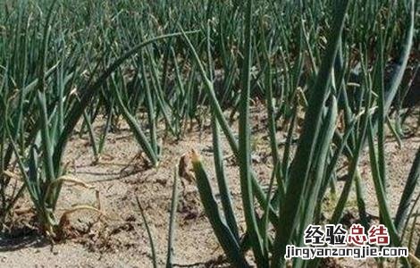 洋葱育苗技术要点总结 洋葱育苗技术要点