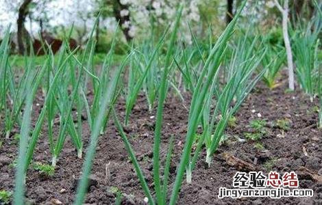 洋葱育苗技术要点总结 洋葱育苗技术要点