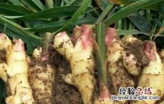 生姜高産施肥要点 生姜高産施肥要点有哪些