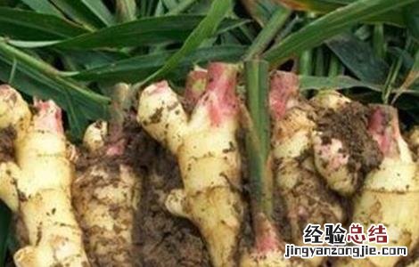 生姜高産施肥要点 生姜高産施肥要点有哪些