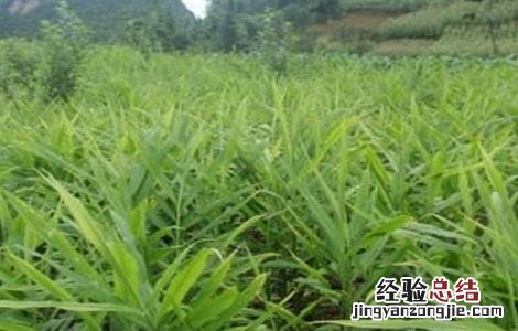 生姜高産施肥要点 生姜高産施肥要点有哪些