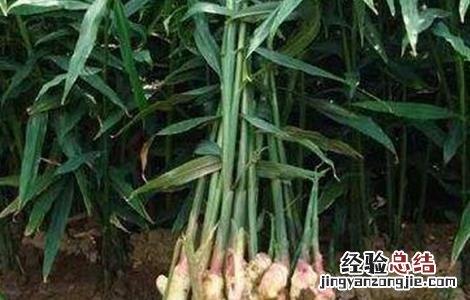 生姜高産施肥要点 生姜高産施肥要点有哪些