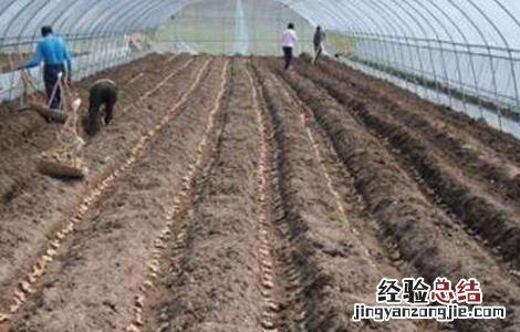 生姜高産施肥要点 生姜高産施肥要点有哪些