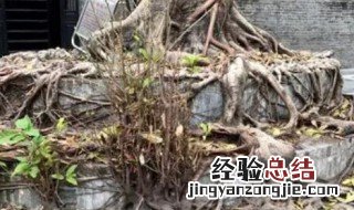小树盘根什么意思 老树盘根什么意思啊