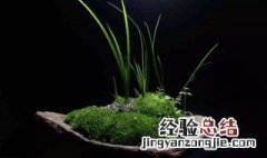 四雅指的是什么 文人四雅指的是什么