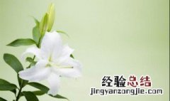 百合花适合祭祀吗为什么 百合花适合祭祀吗