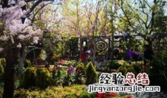 北京的院子适合种什么花 北京院子里适合种什么花