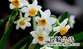 水仙花能在室内养吗有毒吗 水仙花能在室内养吗