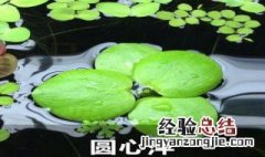 圆心萍怎么繁殖得快 圆心萍怎么分株