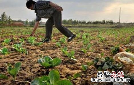 卷心菜育苗管理技术 卷心菜种植技术及管理