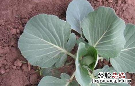 卷心菜育苗管理技术 卷心菜种植技术及管理