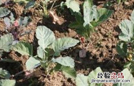 卷心菜育苗管理技术 卷心菜种植技术及管理