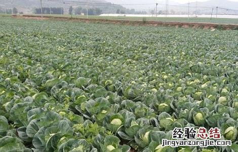 卷心菜育苗管理技术 卷心菜种植技术及管理