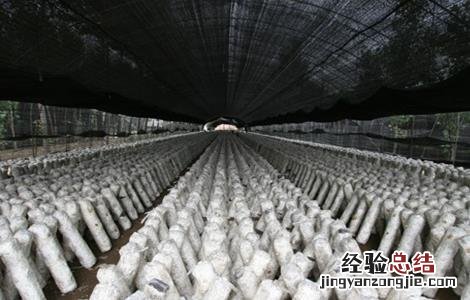 杏鲍菇出菇期管理要点有哪些 杏鲍菇出菇期管理要点