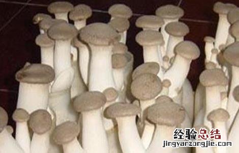 杏鲍菇出菇期管理要点有哪些 杏鲍菇出菇期管理要点