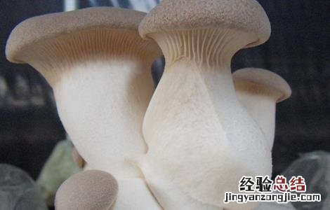杏鲍菇出菇期管理要点有哪些 杏鲍菇出菇期管理要点