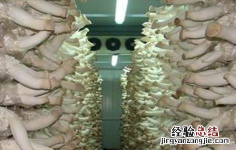 杏鲍菇出菇期管理要点有哪些 杏鲍菇出菇期管理要点
