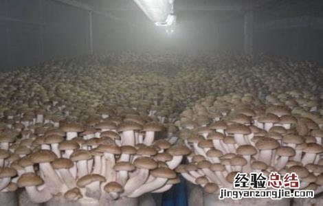 杏鲍菇出菇期管理要点有哪些 杏鲍菇出菇期管理要点