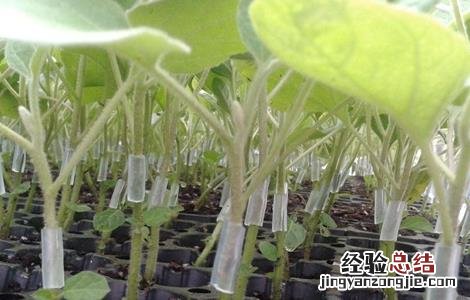 茄子的嫁接技术和方法 茄子的嫁接技术