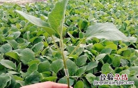 茄子的嫁接技术和方法 茄子的嫁接技术