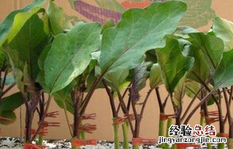 茄子的嫁接技术和方法 茄子的嫁接技术