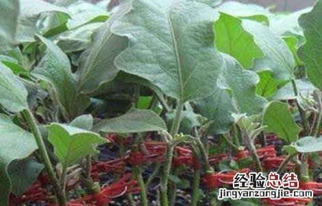 茄子的嫁接技术和方法 茄子的嫁接技术