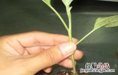 茄子的嫁接技术和方法 茄子的嫁接技术