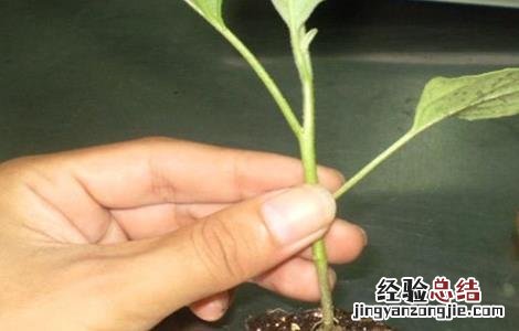 茄子的嫁接技术和方法 茄子的嫁接技术