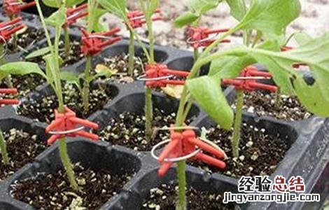 茄子的嫁接技术和方法 茄子的嫁接技术