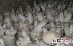 杏鲍菇栽培中的常见问题 杏鲍菇栽培中的常见问题有