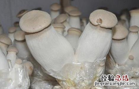 杏鲍菇栽培中的常见问题 杏鲍菇栽培中的常见问题有