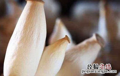 杏鲍菇栽培中的常见问题 杏鲍菇栽培中的常见问题有