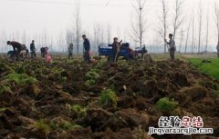 旱地怎么种植莲藕 旱地怎么种植莲藕种子