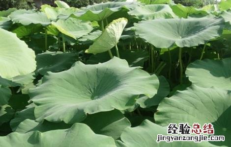 旱地怎么种植莲藕 旱地怎么种植莲藕种子